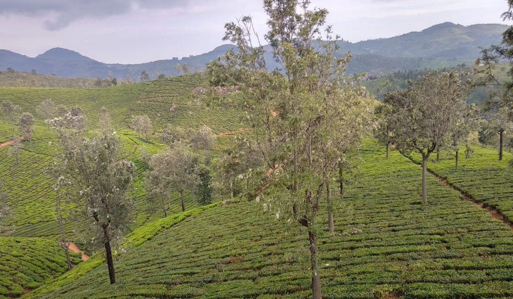 Tea Estate for sale in Nilgiris