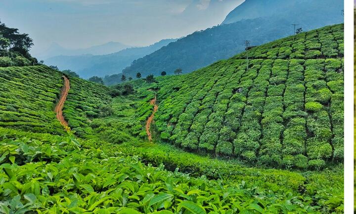 Tea Estate For Sale in Kerala