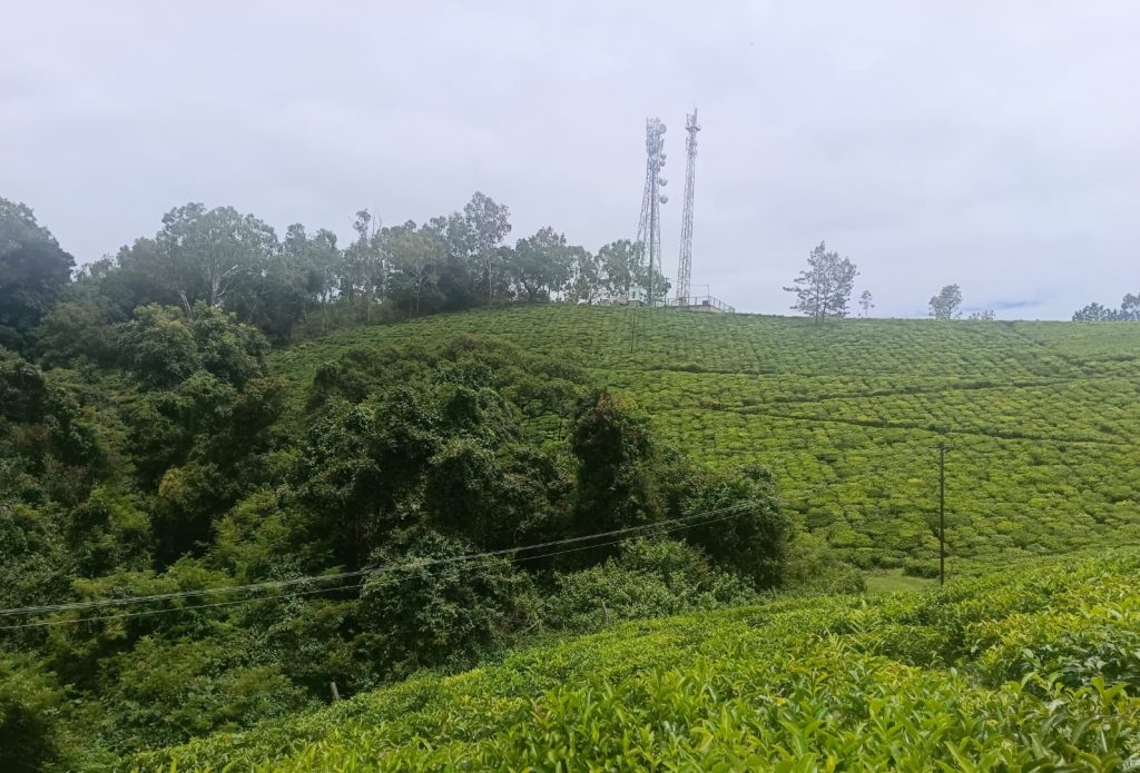 Tea Estate For Sale in Nilgiris